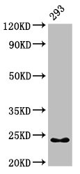 HMGB3 Antibody - Positive Western Blot detected in 293 whole cell lysate. All lanes: HMGB3 antibody at 7 µg/ml Secondary Goat polyclonal to rabbit IgG at 1/50000 dilution. Predicted band size: 23 KDa. Observed band size: 23 KDa