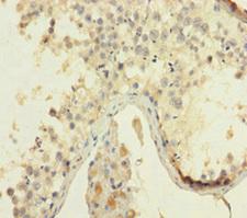 HMGB4 Antibody - Immunohistochemistry of paraffin-embedded human testis tissue using HMGB4 Antibody at dilution of 1:100