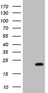 HMGB4 Antibody - HEK293T cells were transfected with the pCMV6-ENTRY control. (Left lane) or pCMV6-ENTRY HMGB4. (Right lane) cDNA for 48 hrs and lysed. Equivalent amounts of cell lysates. (5 ug per lane) were separated by SDS-PAGE and immunoblotted with anti-HMGB4. (1:2000)