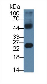 HMGB4 Antibody - Western Blot; Sample: Mouse Testis lysate; Primary Ab: 1µg/ml Rabbit Anti-Human HMGB4 Antibody Second Ab: 0.2µg/mL HRP-Linked Caprine Anti-Rabbit IgG Polyclonal Antibody