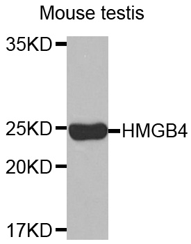 HMGB4 Antibody - Western blot analysis of extracts of Mouse testis cells.