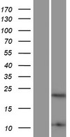 HMGB4 Protein - Western validation with an anti-DDK antibody * L: Control HEK293 lysate R: Over-expression lysate