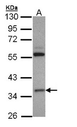 HMGCL Antibody - Sample (30 ug of whole cell lysate). A: H1299. 10% SDS PAGE. HMGCL antibody diluted at 1:3000