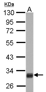 HMGCL Antibody - HMGCL antibody detects HMGCL protein by Western blot analysis. A. 50 ug rat liver lysate/extract. 10 % SDS-PAGE. HMGCL antibody dilution:1:10000