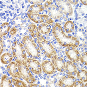 HMGCL Antibody - Immunohistochemistry of paraffin-embedded rat kidney tissue.