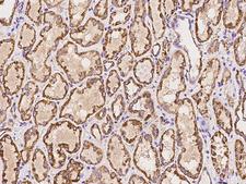 HMGCL Antibody - Immunochemical staining of human HMGCL in human kidney with rabbit polyclonal antibody at 1:100 dilution, formalin-fixed paraffin embedded sections.