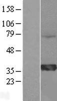 HMGCL Protein - Western validation with an anti-DDK antibody * L: Control HEK293 lysate R: Over-expression lysate