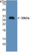 HMGCS1 / HMG-CoA Synthase 1 Antibody - Western Blot; Sample: Recombinant HMGCS, Mouse.