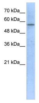 HMGCS1 / HMG-CoA Synthase 1 Antibody - Western analysis of 293T cell lysate.  This image was taken for the unconjugated form of this product. Other forms have not been tested.