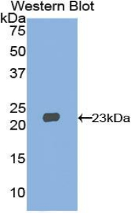 HMGCS1 / HMG-CoA Synthase 1 Antibody - Western blot of recombinant HMG-CoA Synthase / HMGCS1.