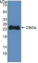 HMGCS1 / HMG-CoA Synthase 1 Antibody - Western Blot; Sample: Recombinant HMGCS, Human.