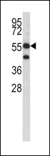 HMGCS1 / HMG-CoA Synthase 1 Antibody - Western blot of HMGCS1 antibody in K562 cell line lysates (35 ug/lane). NKRF (arrow) was detected using the purified antibody.