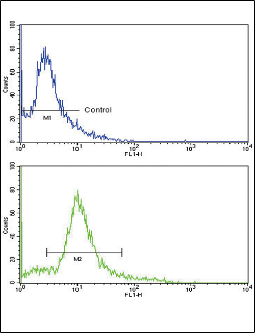 HMGCS1 / HMG-CoA Synthase 1 Antibody - Flow cytometric of HeLa cells using HMGCS1 Antibody (bottom histogram) compared to a negative control cell (top histogram). FITC-conjugated goat-anti-rabbit secondary antibodies were used for the analysis.