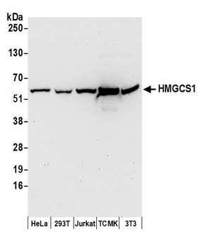 HMGCS1 / HMG-CoA Synthase 1 Antibody - Detection of human and mouse HMGCS1 by western blot. Samples: Whole cell lysate (50 µg) from HeLa, HEK293T, Jurkat, mouse TCMK-1, and mouse NIH 3T3 cells prepared using NETN lysis buffer. Antibodies: Affinity purified rabbit anti-HMGCS1 antibody used for WB at 0.1 µg/ml. Detection: Chemiluminescence with an exposure time of 30 seconds.