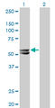 HMGCS2 / HMG-CoA Synthase 2 Antibody - Western Blot analysis of HMGCS2 expression in transfected 293T cell line by HMGCS2 monoclonal antibody (M06), clone 1E9.Lane 1: HMGCS2 transfected lysate(56.6 KDa).Lane 2: Non-transfected lysate.