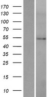 HMGCS2 / HMG-CoA Synthase 2 Protein - Western validation with an anti-DDK antibody * L: Control HEK293 lysate R: Over-expression lysate