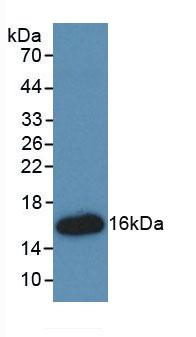 HMGIY / HMGA1 Antibody - Western Blot; Sample: Recombinant HMGA1, Rat.