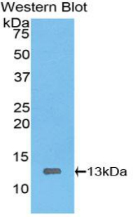 HMGIY / HMGA1 Antibody - Western blot of recombinant HMGIY / HMGA1.  This image was taken for the unconjugated form of this product. Other forms have not been tested.
