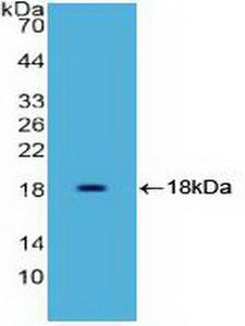 HMGIY / HMGA1 Antibody - Western Blot; Sample: Recombinant HMGA1, Human.