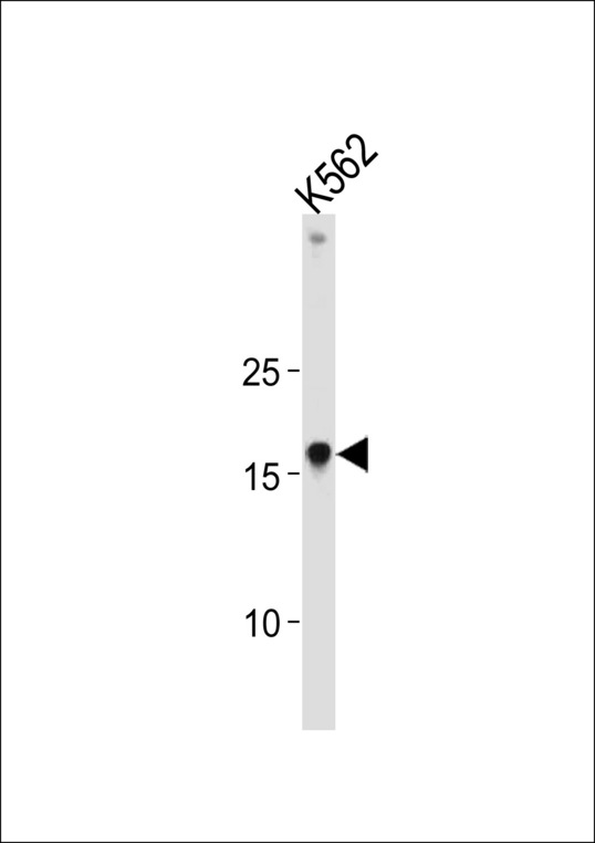 HMGIY / HMGA1 Antibody - HMGA1 Antibody western blot of K562 cell line lysates (35 ug/lane). The HMGA1 antibody detected the HMGA1 protein (arrow).