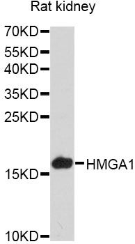 HMGIY / HMGA1 Antibody - Western blot analysis of extracts of various cell lines, using HMGA1 antibody at 1:3000 dilution. The secondary antibody used was an HRP Goat Anti-Rabbit IgG (H+L) at 1:10000 dilution. Lysates were loaded 25ug per lane and 3% nonfat dry milk in TBST was used for blocking. An ECL Kit was used for detection and the exposure time was 90s.