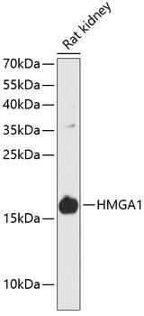 HMGIY / HMGA1 Antibody - Western blot analysis of extracts of rat kidney using HMGA1 Polyclonal Antibody at dilution of 1:3000.