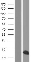 HMGIY / HMGA1 Protein - Western validation with an anti-DDK antibody * L: Control HEK293 lysate R: Over-expression lysate