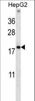 HMGN1 / HMG14 Antibody - HMGN1 Antibody western blot of HepG2 cell line lysates (35 ug/lane). The HMGN1 antibody detected the HMGN1 protein (arrow).