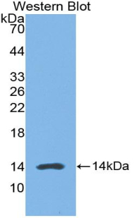 HMGN1 / HMG14 Antibody - Western blot of recombinant HMGN1.
