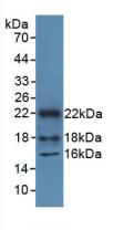 HMGN1 / HMG14 Antibody - Western Blot; Sample: Recombinant HMGN1, Mouse.