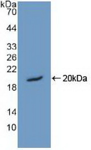 HMGN1 / HMG14 Antibody - Western Blot; Sample: Recombinant HMGN1, Human.