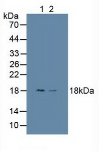 HMGN1 / HMG14 Antibody - Western Blot; Sample: Lane1: Human HepG2 Cells; Lane2: Human Hela Cells.