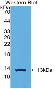 HMGN1 / HMG14 Antibody - Western blot of recombinant HMGN1.