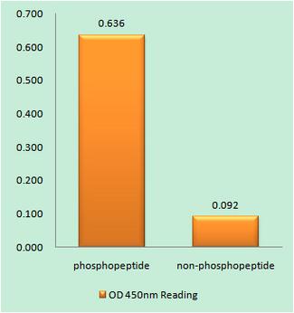 HMGN1 / HMG14 Antibody - HMG14 (Phospho-Ser21) antibody reacts with epitope-specific phosphopeptide and corresponding non-phosphopeptide. The absorbance readings at 450 nM are shown in the ELISA figure.