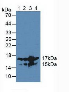 HMGN2 Antibody - Western Blot; Sample: Lane1: Human Jurkat Cells; Lane2: Human K562 Cells; Lane3: Human HL-60 Cells; Lane4: Human Hela Cells.