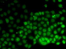 HMGN2 Antibody - Immunofluorescence analysis of HeLa cells.
