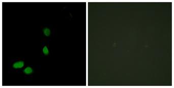 HMGN2 Antibody - Peptide - + Immunofluorescence analysis of HeLa cells, using HMG17 antibody.