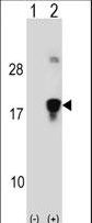 HMGN3 Antibody - Western blot of HMGN3 (arrow) using rabbit polyclonal HMGN3 Antibody. 293 cell lysates (2 ug/lane) either nontransfected (Lane 1) or transiently transfected (Lane 2) with the HMGN3 gene.