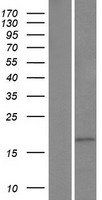 HMGN3 Protein - Western validation with an anti-DDK antibody * L: Control HEK293 lysate R: Over-expression lysate