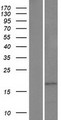 HMGN3 Protein - Western validation with an anti-DDK antibody * L: Control HEK293 lysate R: Over-expression lysate