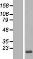 HMGN3 Protein - Western validation with an anti-DDK antibody * L: Control HEK293 lysate R: Over-expression lysate