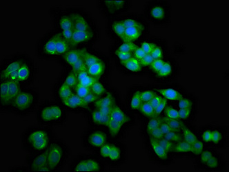HMMR / CD168 / RHAMM Antibody - Immunofluorescent analysis of HepG2 cells at a dilution of 1:100 and Alexa Fluor 488-congugated AffiniPure Goat Anti-Rabbit IgG(H+L)