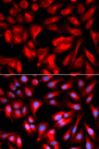 HMMR / CD168 / RHAMM Antibody - Immunofluorescence analysis of U2OS cells using HMMR antibody. Blue: DAPI for nuclear staining.