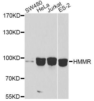 HMMR / CD168 / RHAMM Antibody - Western blot analysis of extracts of various cell lines, using HMMR antibody at 1:1000 dilution. The secondary antibody used was an HRP Goat Anti-Rabbit IgG (H+L) at 1:10000 dilution. Lysates were loaded 25ug per lane and 3% nonfat dry milk in TBST was used for blocking.