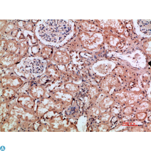 HMMR / CD168 / RHAMM Antibody - Immunohistochemical analysis of paraffin-embedded human-kidney, antibody was diluted at 1:200.