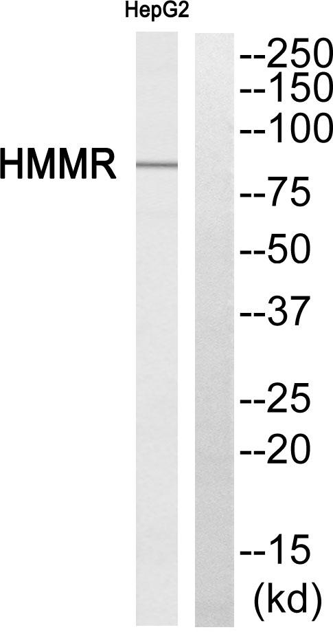 HMMR / CD168 / RHAMM Antibody - Western blot analysis of extracts from HepG2 cells, using HMMR antibody.