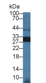 HMOX1 / HO-1 Antibody - Western Blot; Sample: Bovine Liver lysate; Primary Ab: 1µg/ml Rabbit Anti-Bovine HO1 Antibody Second Ab: 0.2µg/mL HRP-Linked Caprine Anti-Rabbit IgG Polyclonal Antibody