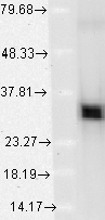 HMOX1 / HO-1 Antibody - Use at 0.5-1ug/ml. A band of ~32kDa is detected.