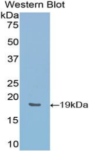 HMOX1 / HO-1 Antibody - Western blot of recombinant HMOX1 / HO-1.  This image was taken for the unconjugated form of this product. Other forms have not been tested.