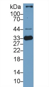 HMOX1 / HO-1 Antibody - Western Blot; Sample: Porcine Spleen lysate; Primary Ab: 1µg/ml Rabbit Anti-Porcine HO1 Antibody Second Ab: 0.2µg/mL HRP-Linked Caprine Anti-Rabbit IgG Polyclonal Antibody
